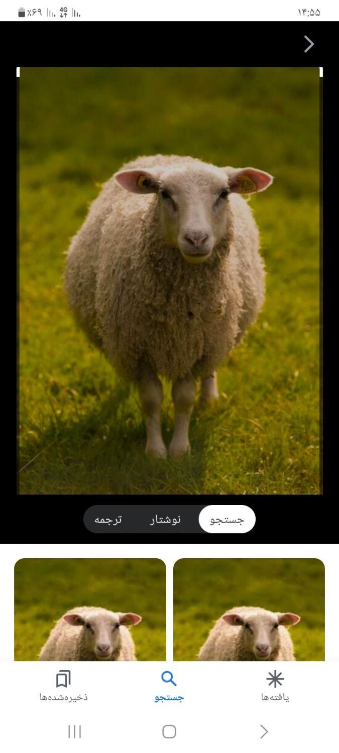 ذبح گوسفند با دستگاه اره برقی|خدمات پیشه و مهارت|اردبیل, |دیوار