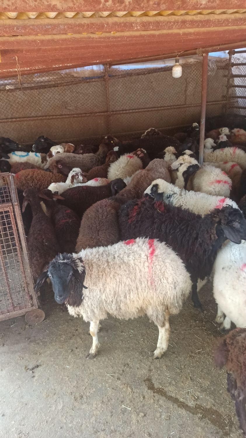 همه وزنه ارسال گوسفند در محل زنده وفول امکان|حیوانات مزرعه|تهران, توحید|دیوار