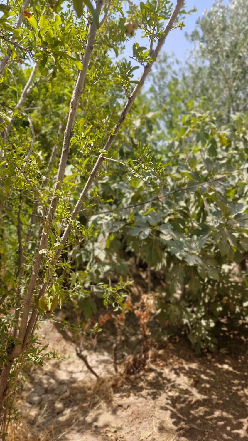 فروش زمین و باغ|فروش زمین و ملک کلنگی|تهران, استاد معین|دیوار