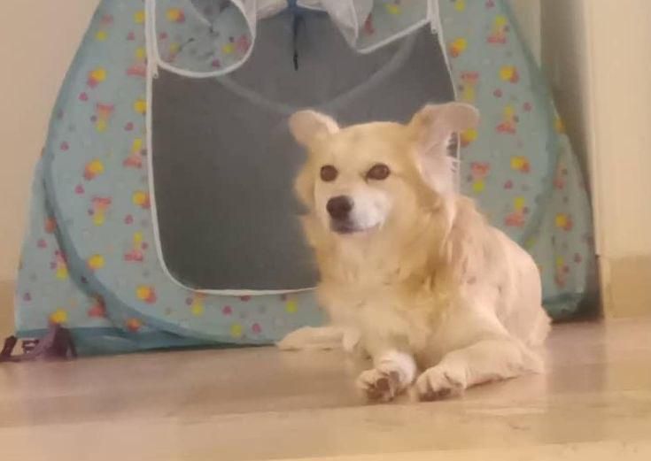 سگ اشپیتز گم شده  (20 میلیون مژدگانی به یابنده)|حیوانات|رشت, حومه رشت|دیوار