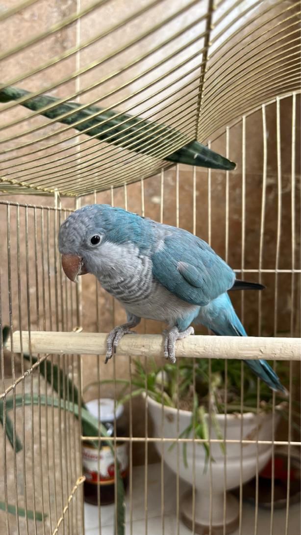طوطی راهب|پرنده|خوی, |دیوار