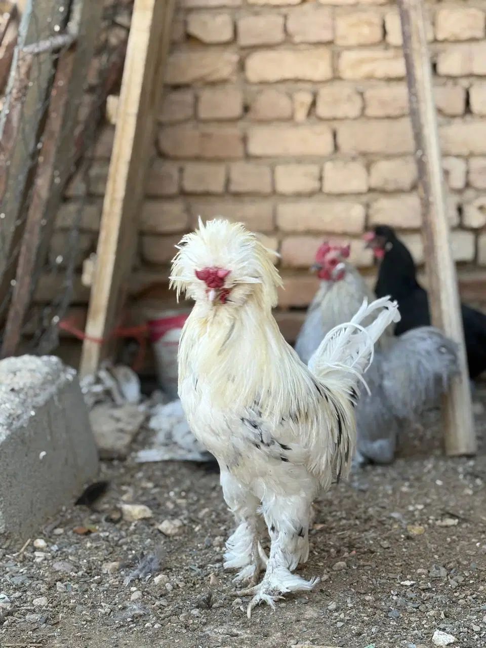 17 عدد مرغ و خروس سلطان کوشین ولهستانی اصیل|حیوانات مزرعه|اراک, |دیوار
