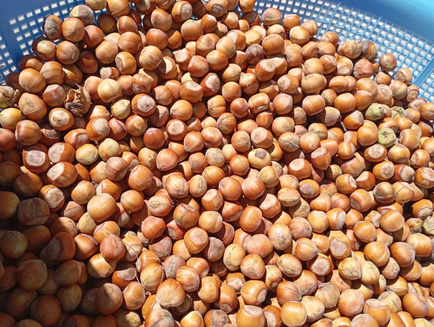 فندق تازه|خوردنی و آشامیدنی|کرج, گلشهر|دیوار