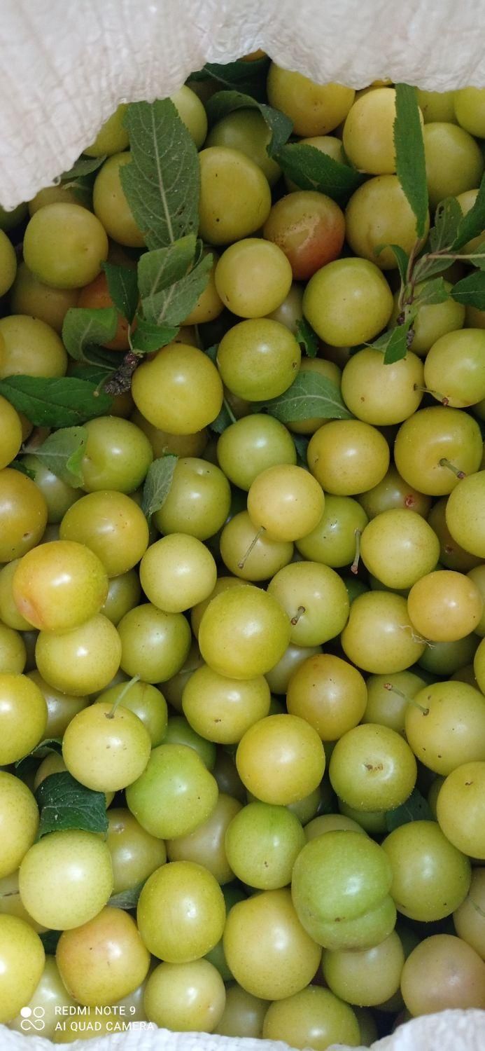 آلوچه ترش|خوردنی و آشامیدنی|لاهیجان, گلستان|دیوار