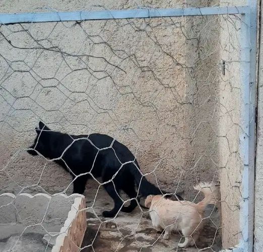 ژرمن بلک ماده وشولاین نر معاوضه با موتور|سگ|کرمان, |دیوار