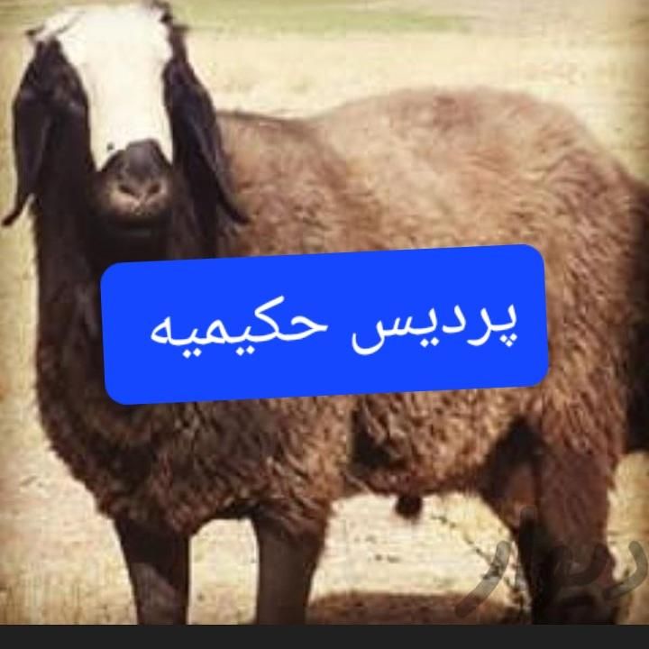 گوسفند زنده ازگل تجریش پردیس حکیمیه|حیوانات مزرعه|تهران, شهرک امید|دیوار