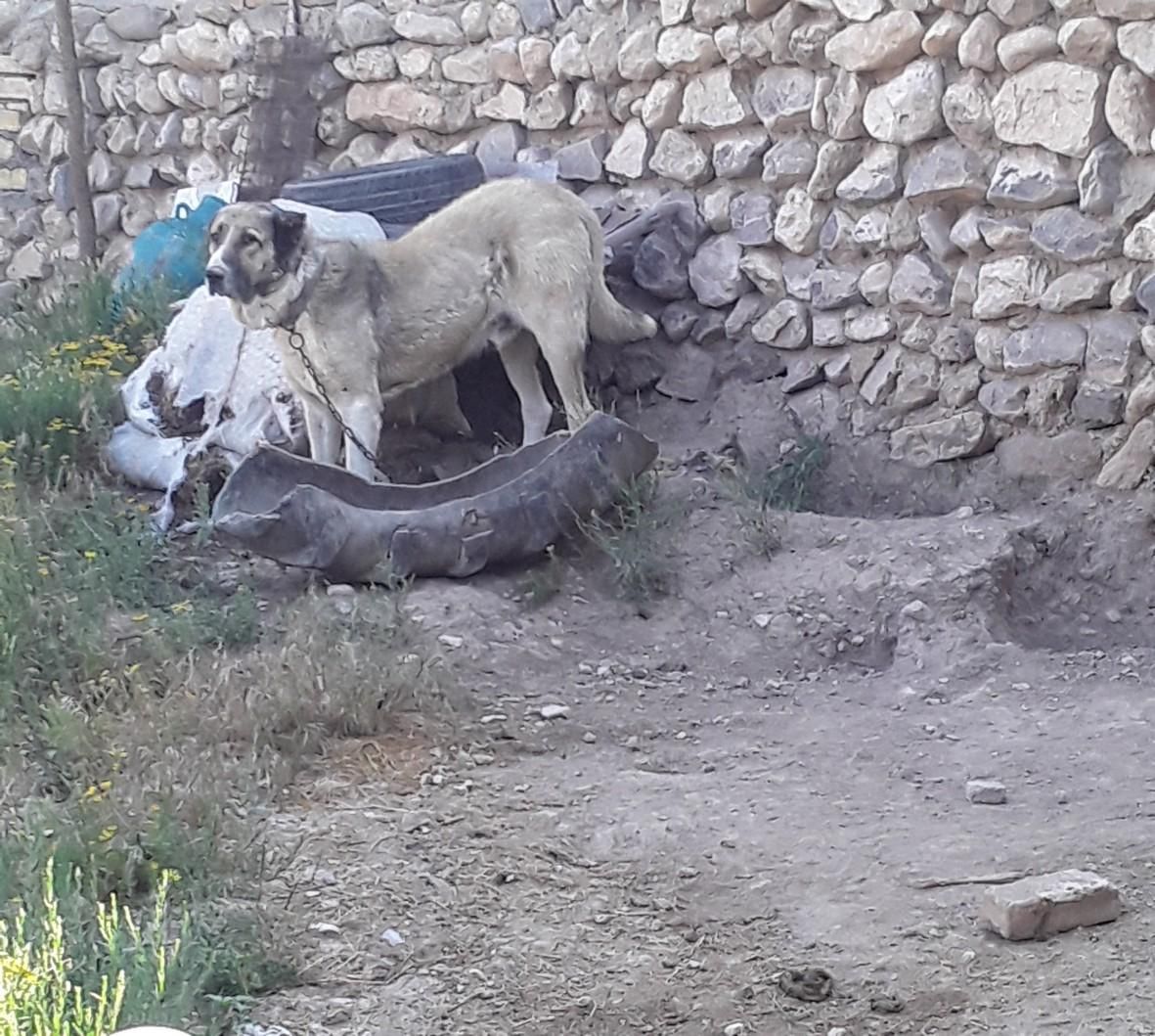 سگ گله ای|سگ|ابهر, |دیوار