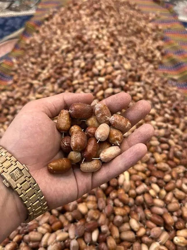 سنجد تازه|خوردنی و آشامیدنی|تهران, شهرک ولیعصر شمالی|دیوار