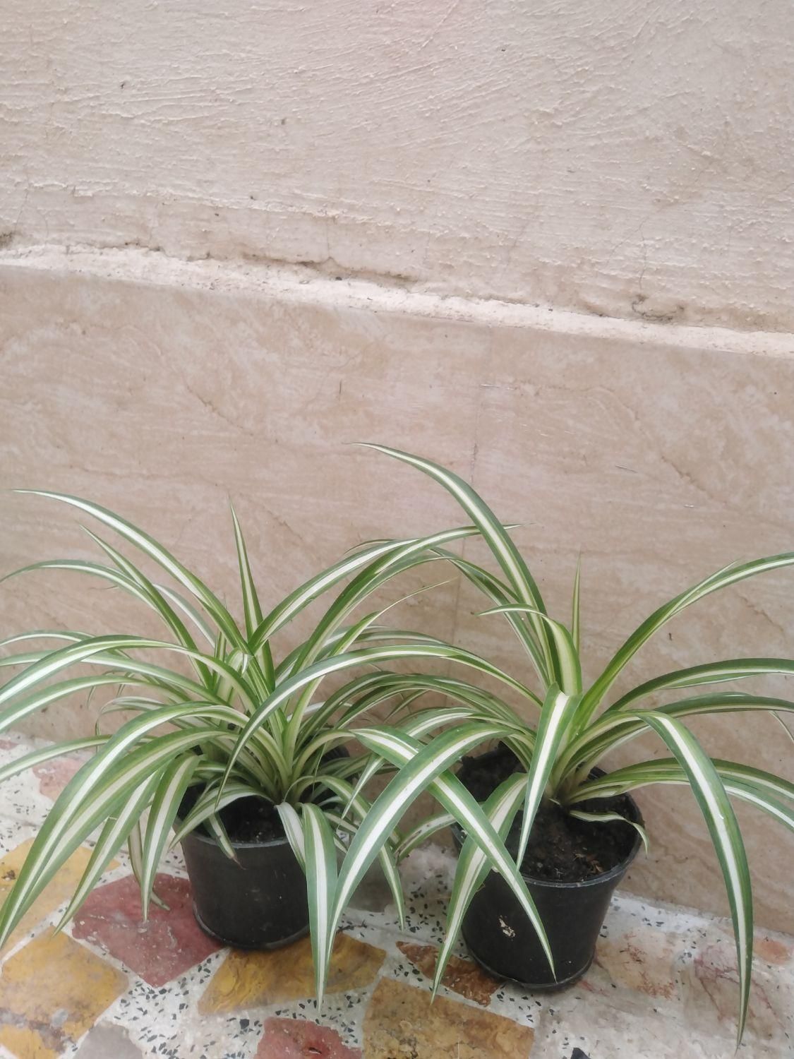 گل گندمی|گل و گیاه طبیعی|رشت, دروازه لاکان|دیوار