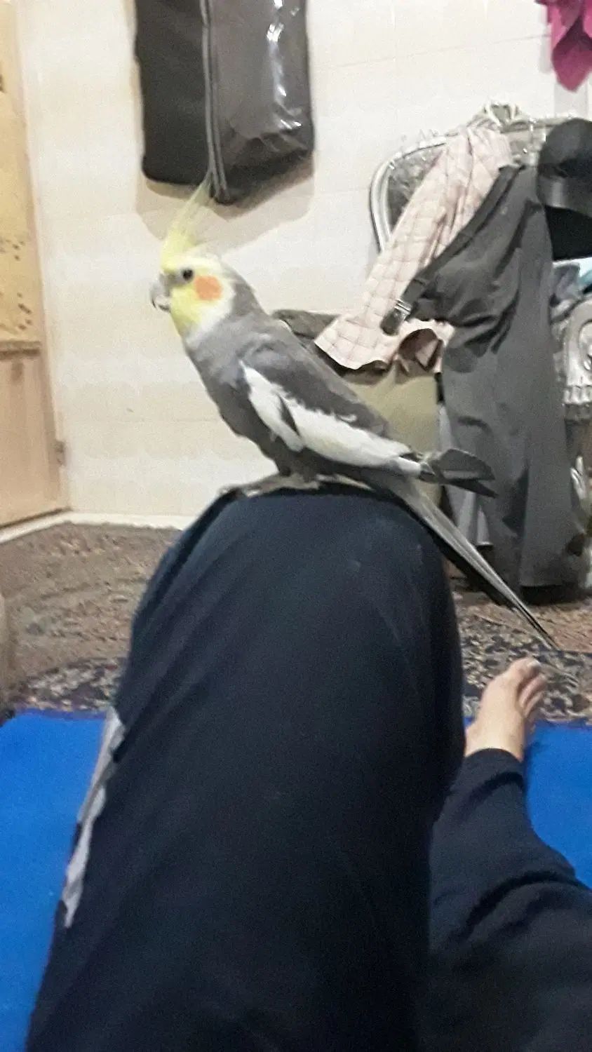 عروس هلندی آلبینو و نربالغ مست|پرنده|مشهد, کوشش|دیوار