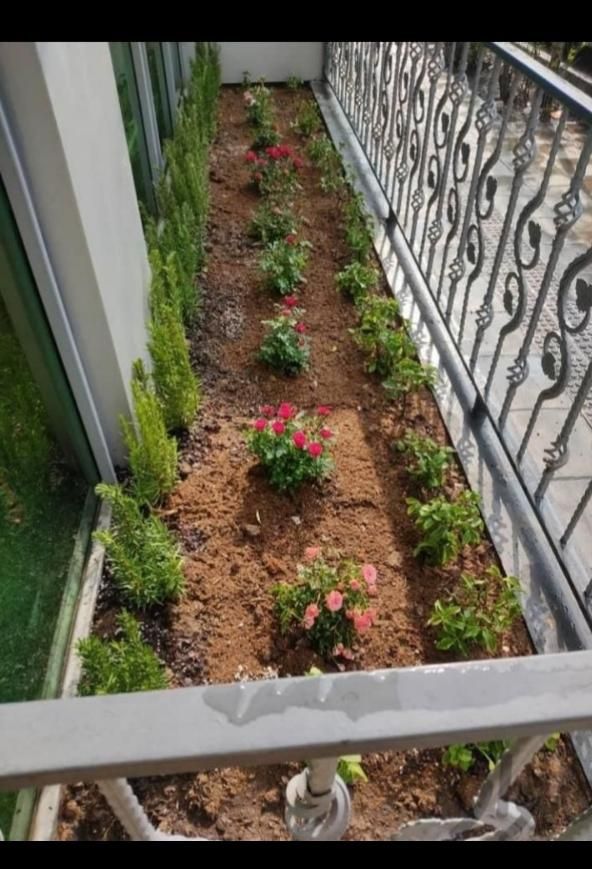 باغبانی و درختکاری (سم پاشی )|خدمات باغبانی و درختکاری|تهران, ونک|دیوار
