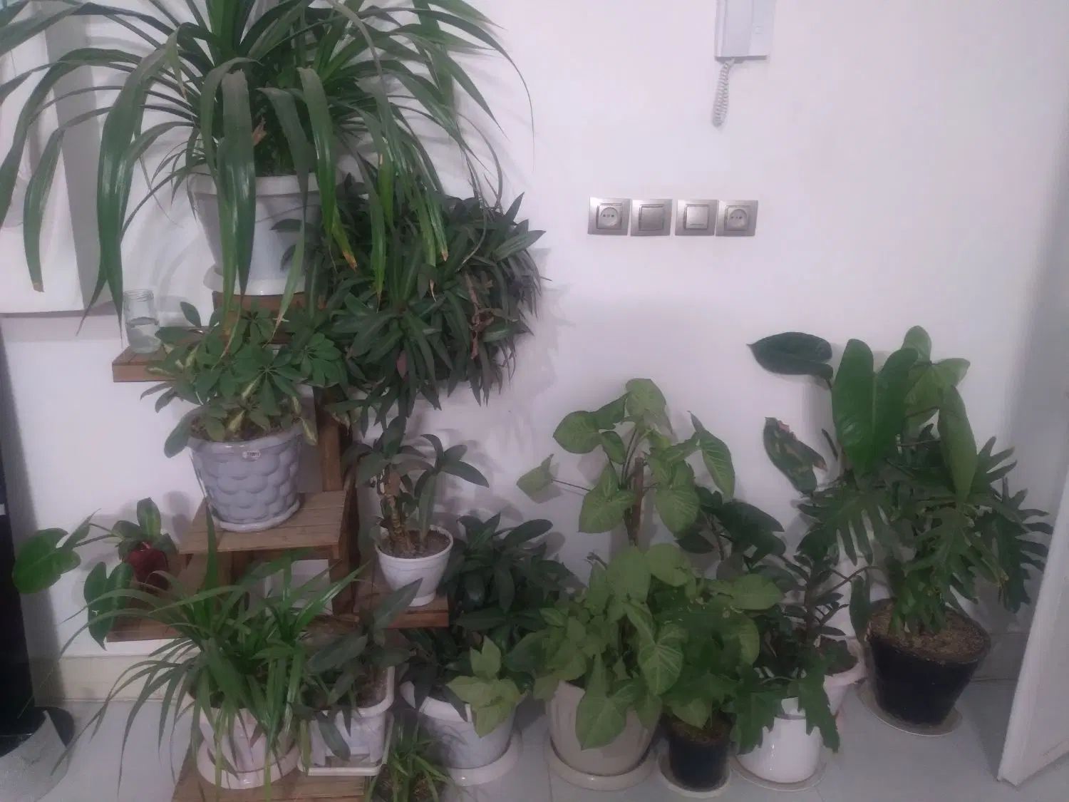 به دلیل.جابه جایی وکمبودجا چندمدل گل بزرگ کوچک|گل و گیاه طبیعی|تربت‌حیدریه, شهرک ولیعصر|دیوار