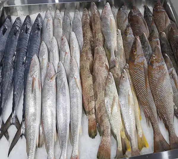 انواع خوشمزه ترین و تازه ترین ماهی های جنوب عمده|ماهی|تهران, فاطمی|دیوار