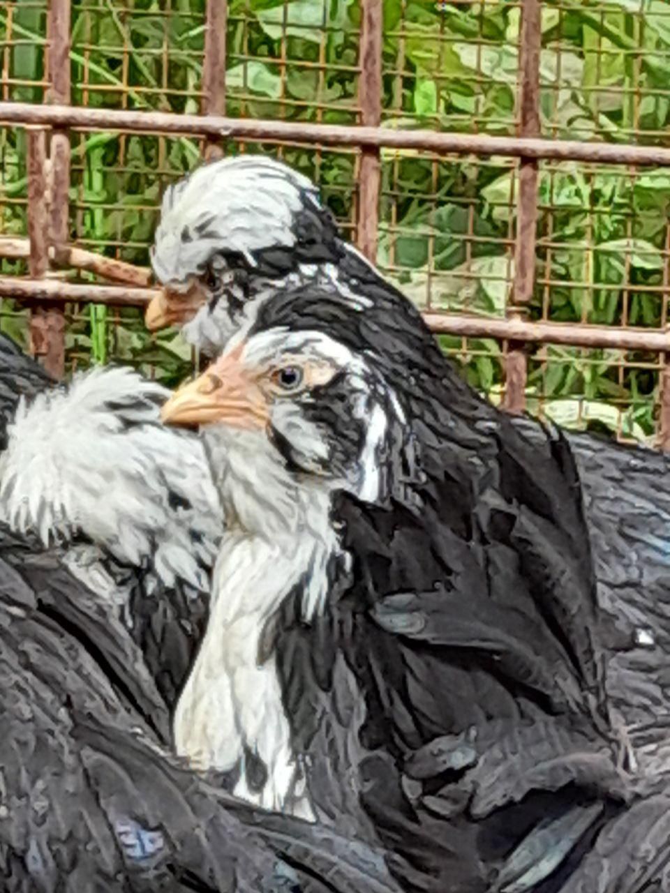 گلین تخم نطفه دار جوجه|حیوانات مزرعه|شیراز, پودنک|دیوار