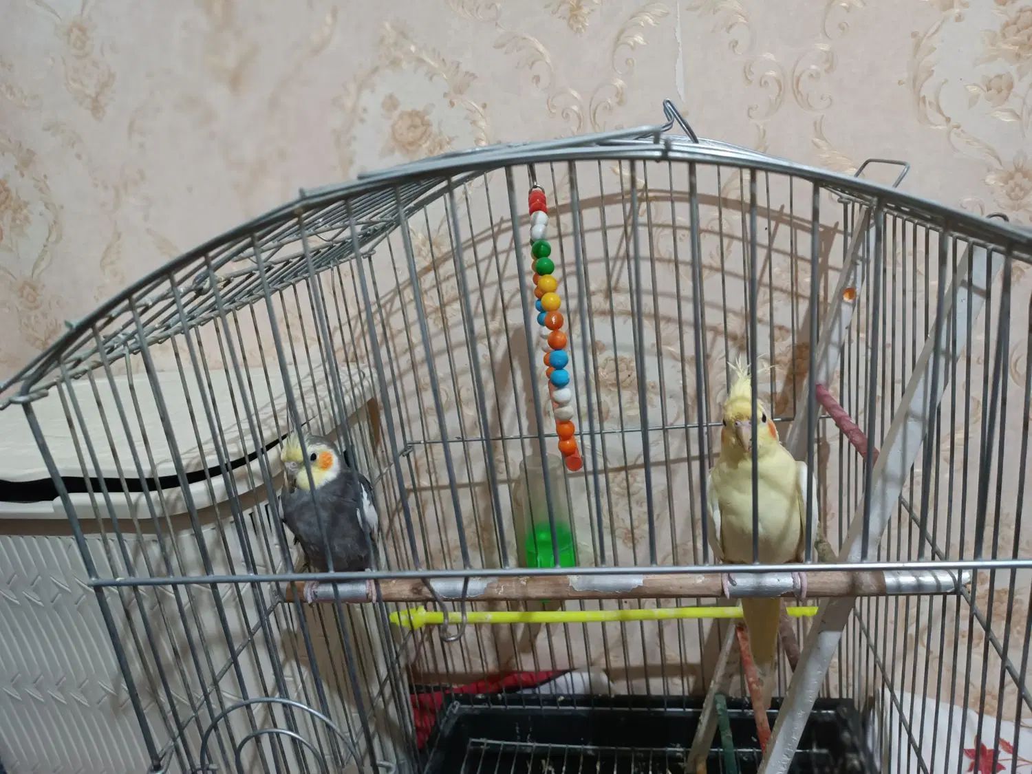پرنده|پرنده|مشهد, چاهشک|دیوار