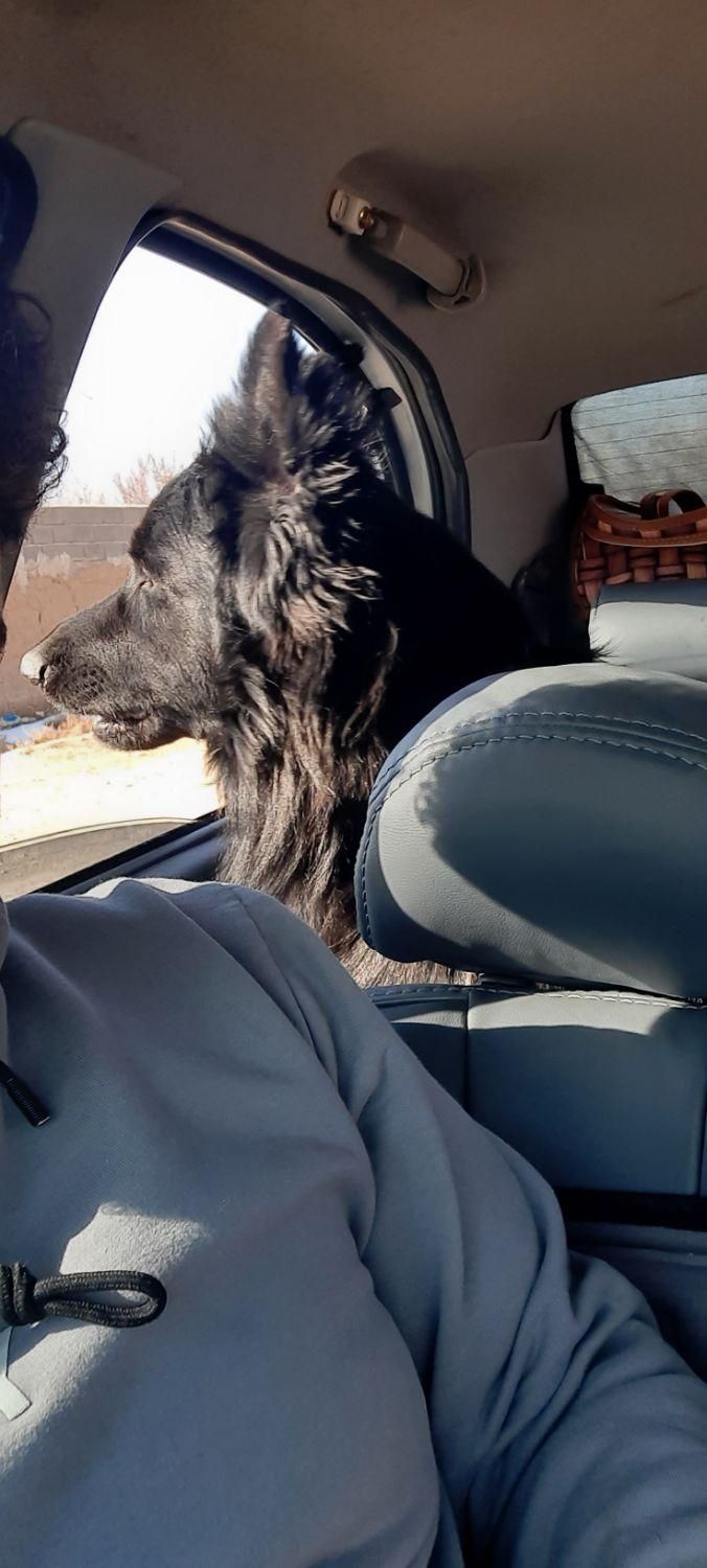 ژرمن بلک شولاین نر بالغ|سگ|شاهرود, |دیوار