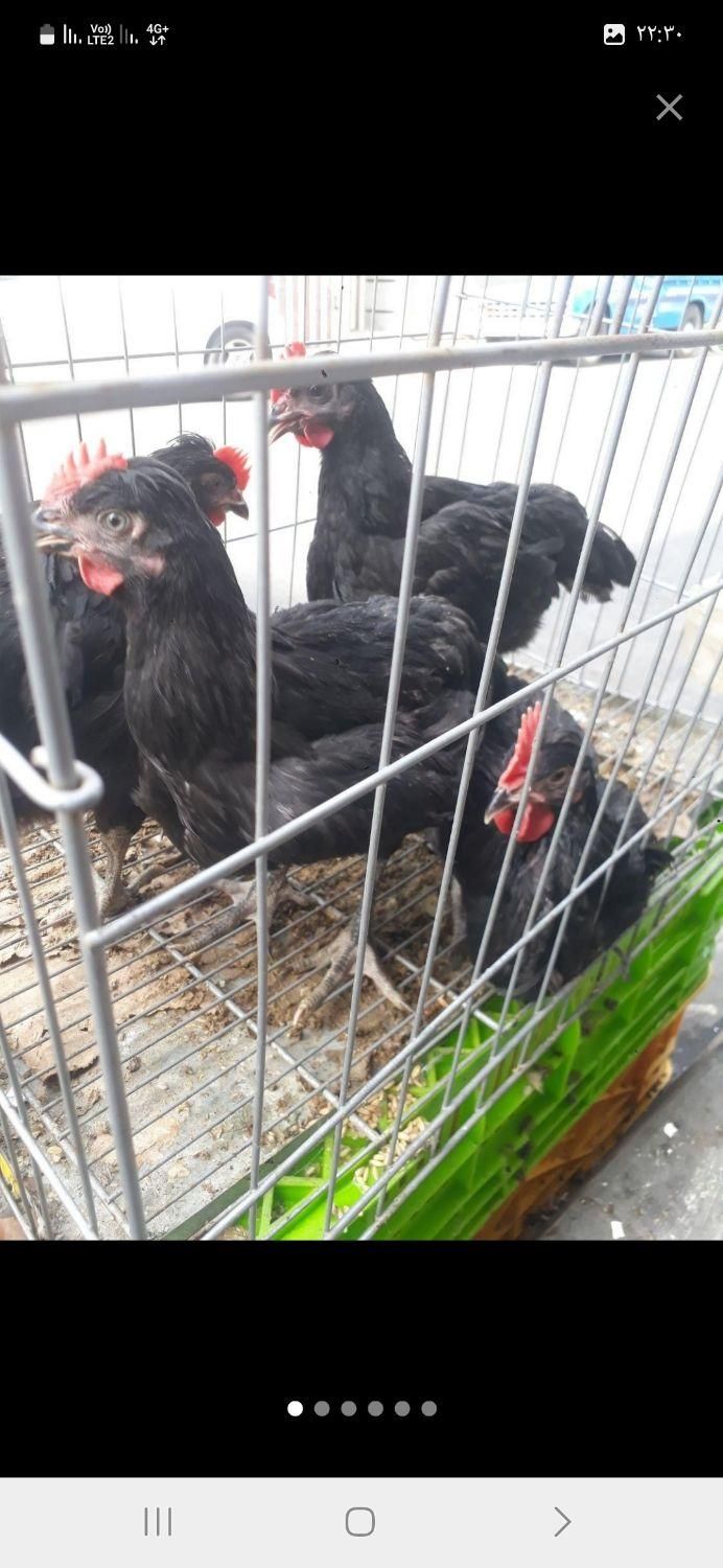 انواع مرغ و خروس محلی ماشینی سیاه جهت سربری|حیوانات مزرعه|کرج, عظیمیه|دیوار