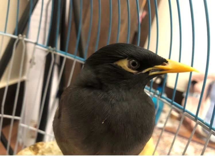 مرغ مینامون گمشده|حیوانات|اصفهان, مهدی آباد|دیوار