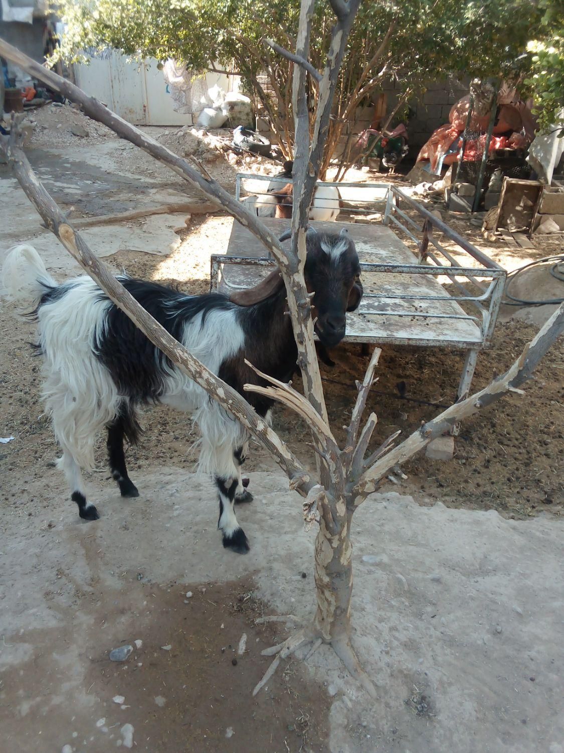 کره سالم و شیرمست مناسب کشت وهم مناسب داشت|حیوانات مزرعه|جهرم, |دیوار