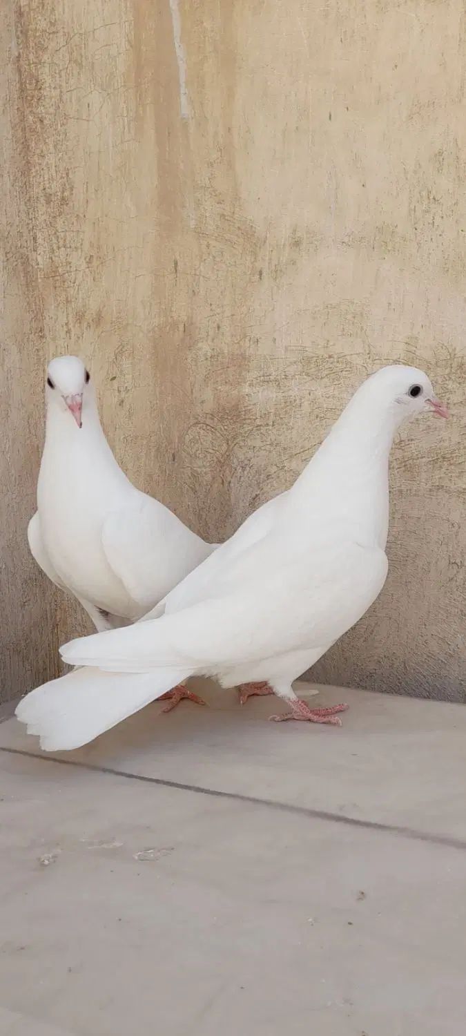 کبوتر یاهو یزدی|پرنده|اصفهان, سودان|دیوار