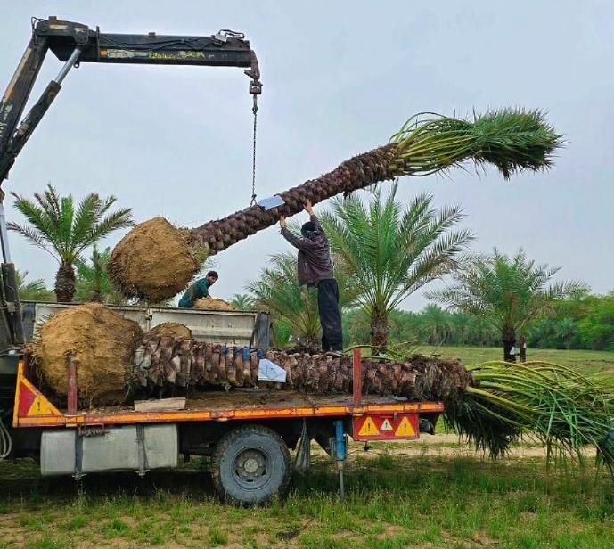 باغ پالم درخت نخل زیبا برای ویلا|خدمات باغبانی و درختکاری|زاهدان, |دیوار