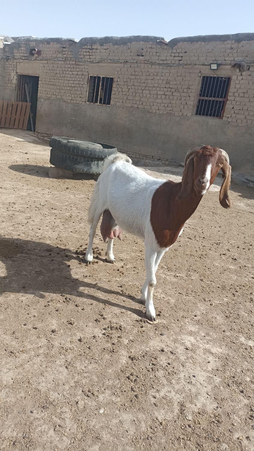 بز شیری به ضمانت سر حال چهار سینه|حیوانات مزرعه|شیروان (خراسان), |دیوار