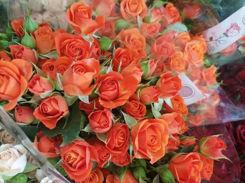 انواع گل بست بندی ۲۰ عددی گلخانه با نازل ترین قیمت|گل و گیاه طبیعی|مشهد, امیر|دیوار