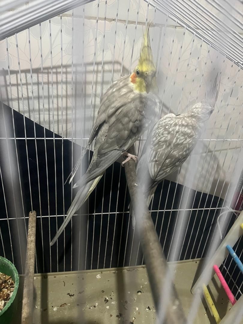 عروس هلندی|پرنده|بندر کنگان, |دیوار