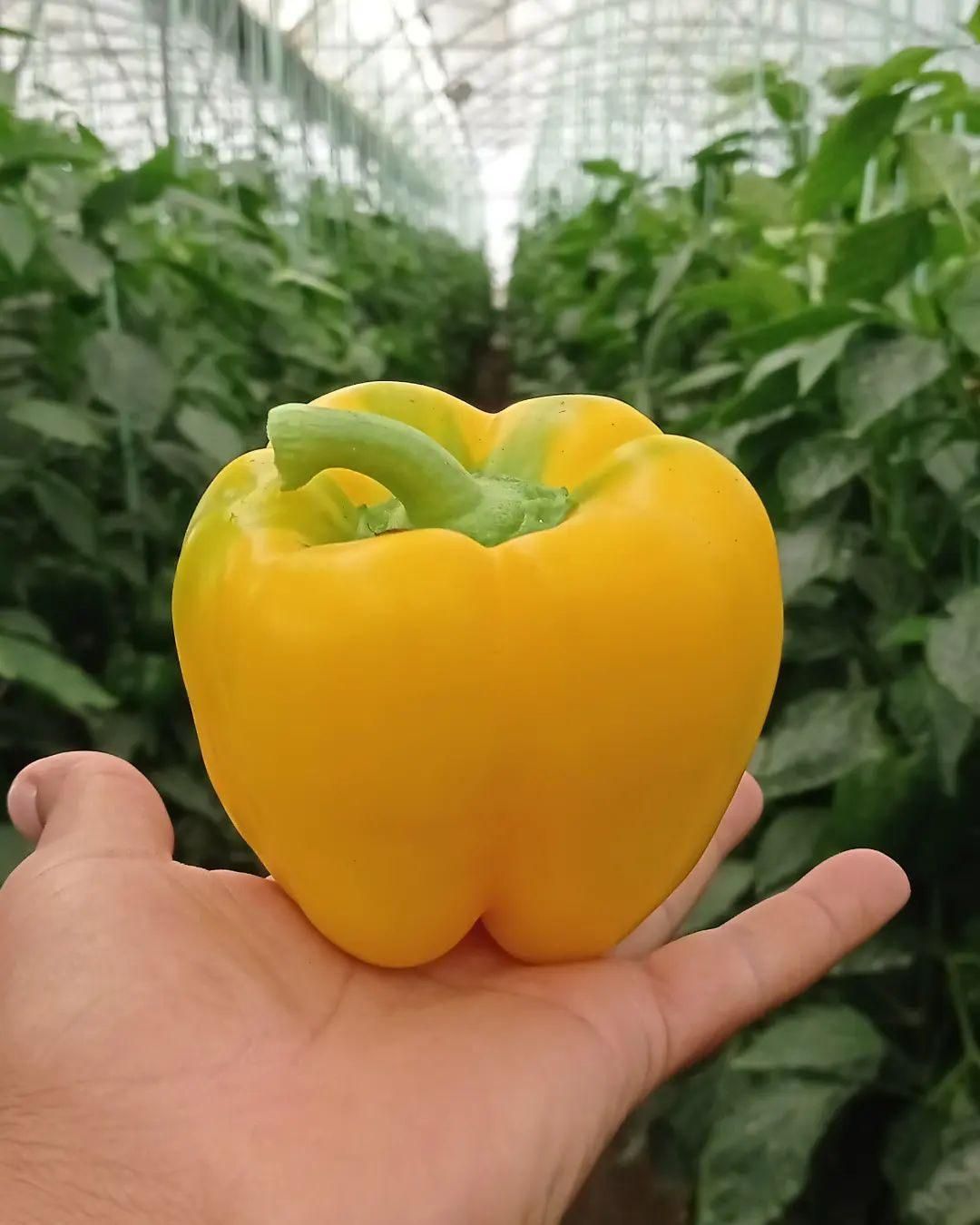 دوره آموزشی گلخانه هیدروپونیک و خاکی با مدرک معتبر|خدمات آموزشی|تهران, نجات اللهی|دیوار