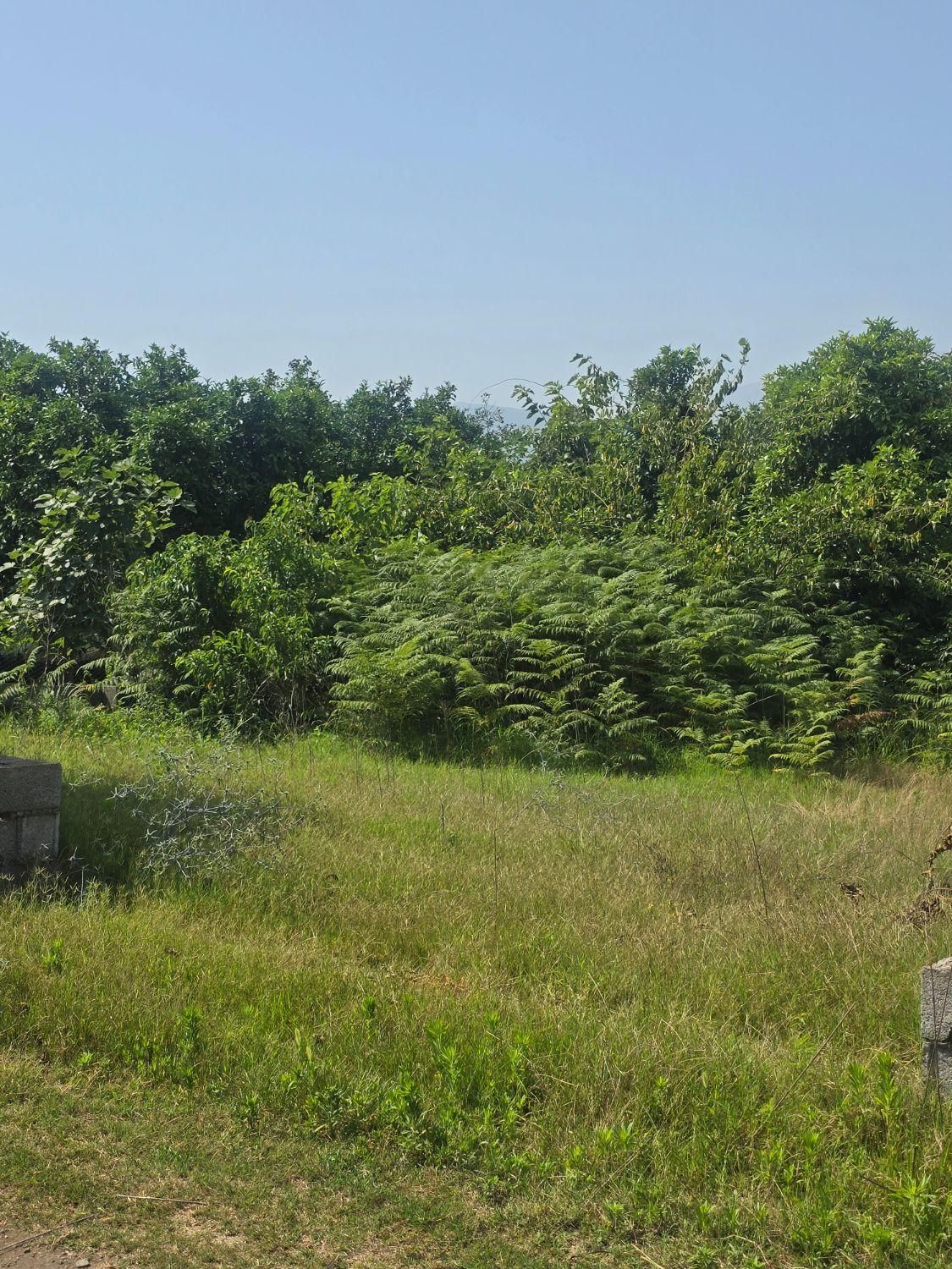 فروش زمین ۳۲۴ متری باکاربری مسکونی|فروش زمین و ملک کلنگی|کلاچای, |دیوار