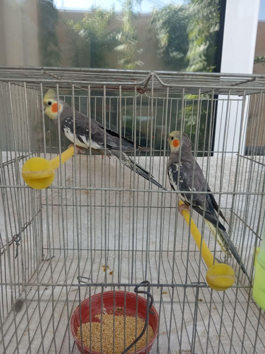 عروس هلندی|پرنده|نجفآباد, جلال آباد|دیوار