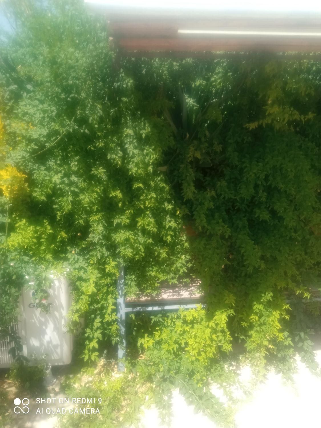 خدمات  باغبانی بصورت حرفه‌ای با35سال از0تا100|خدمات باغبانی و درختکاری|شیراز, قدوسی غربی|دیوار