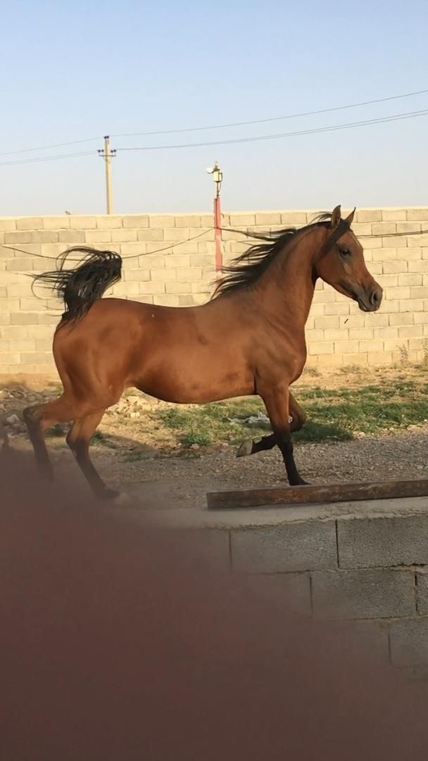 خرید و فروش اسب های زیبایی و کورسی|اسب و تجهیزات اسب‌سواری|بندر گناوه, |دیوار