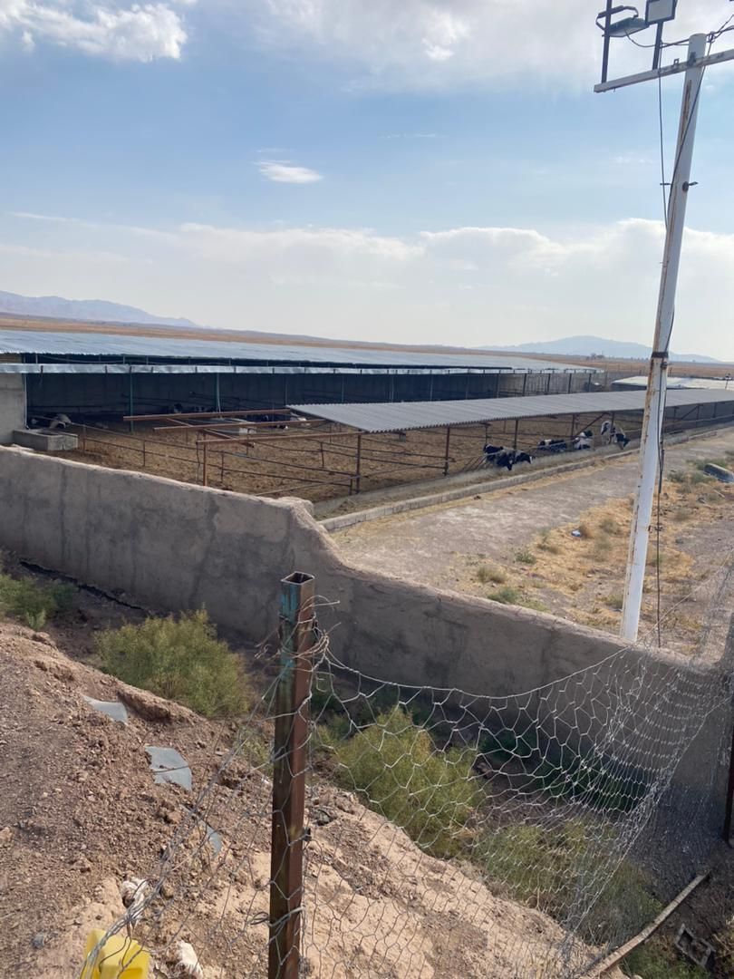 مجموعه گاوداری 100راسی و7 هکتار زمین واب|فروش دفتر صنعتی، کشاورزی، تجاری|نیشابور, ماروسک|دیوار