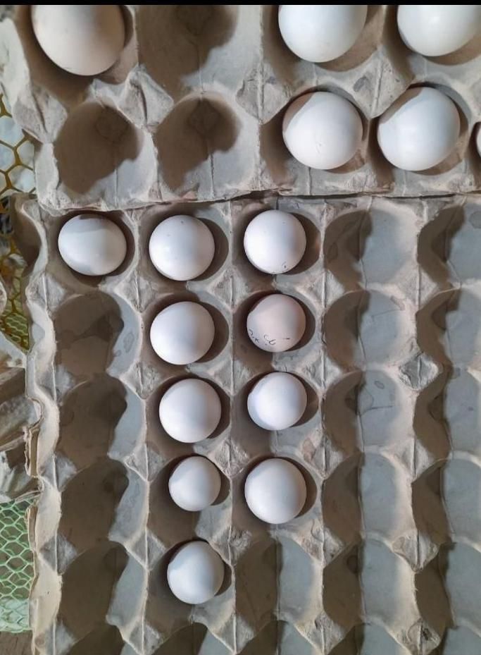 تخم نطفه دار..|حیوانات مزرعه|سبزوار, ایزی شهر|دیوار