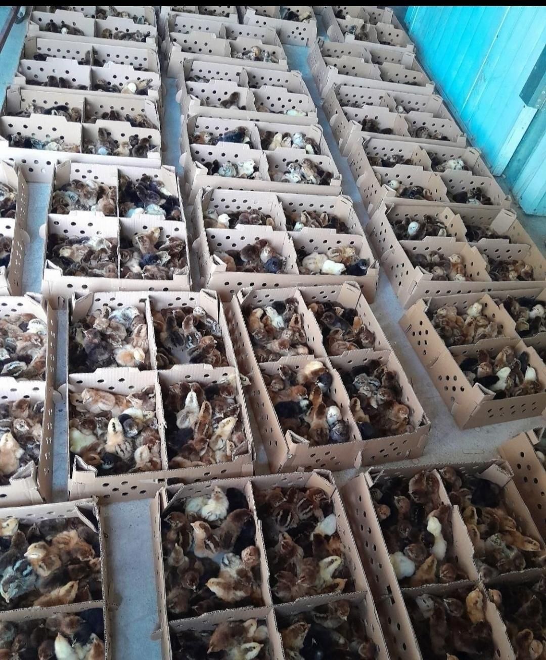 نماینده ورامین در گیلان ، جوجه گلپایگان ،اردک پکنی|حیوانات مزرعه|رشت, گلباغ نماز|دیوار