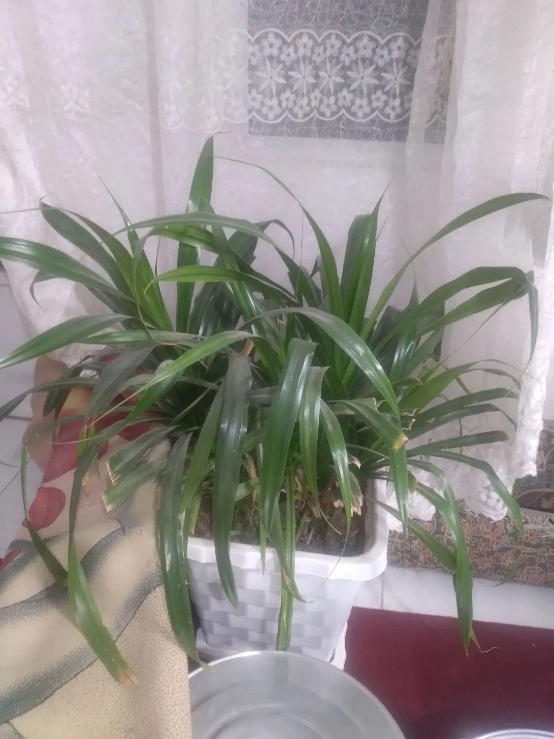 به دلیل.جابه جایی وکمبودجا چندمدل گل بزرگ کوچک|گل و گیاه طبیعی|تربت‌حیدریه, شهرک ولیعصر|دیوار