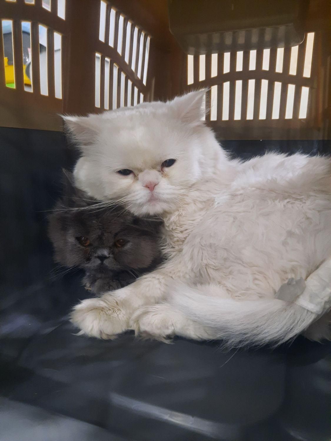 دامپزشک دامپزشکی سگ گربه پرنده زینتی عروس هلندی|خدمات آرایشگری و زیبایی|ارومیه, |دیوار