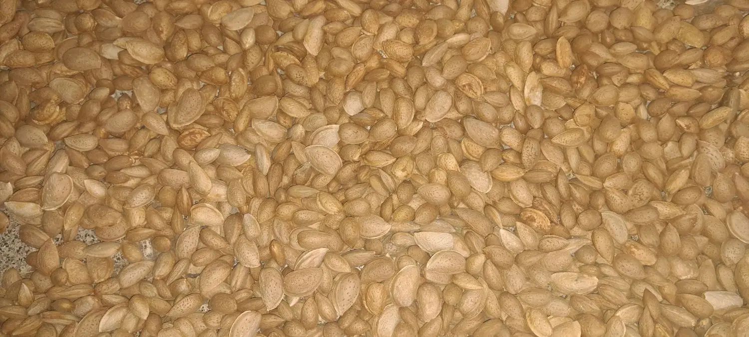 بادام تازه امسالی دیمه شیرین درجه یک یک مقوی|خوردنی و آشامیدنی|مشهد, پورسینا|دیوار