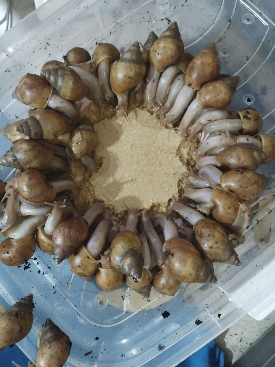 خاویاروکرم وصابون حلزون فروشی|خزنده|کرج, شاهینویلا|دیوار