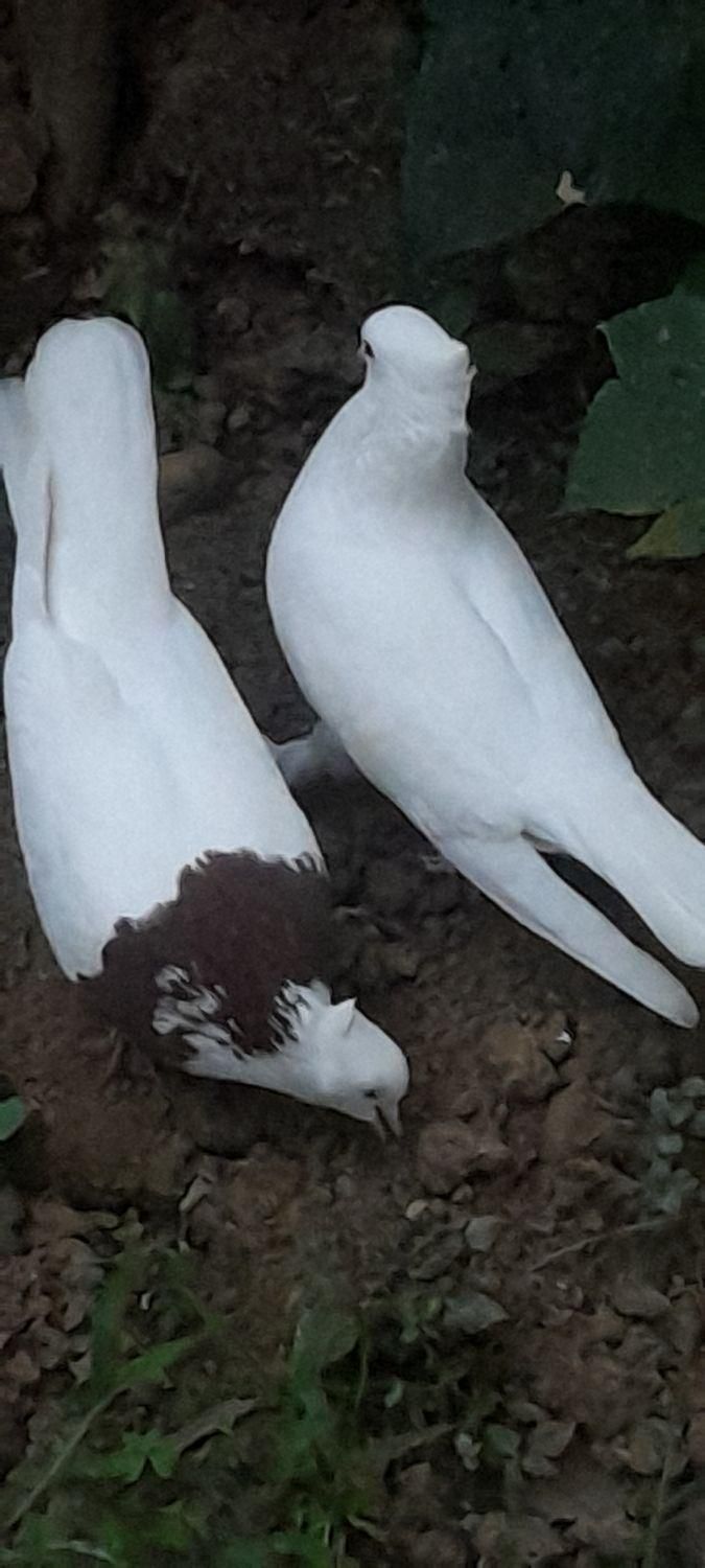 فروش انواع نژاد های کبوتر وتخم کفتر|پرنده|رضوانشهر, |دیوار