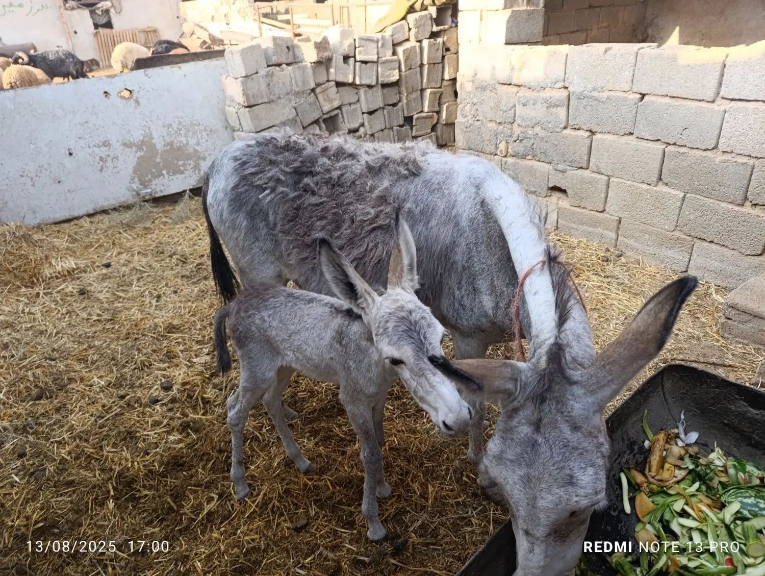 خر یا الاغ جوان به همراه کره ماده چند روزه|حیوانات مزرعه|نجف‌آباد, گلدشت|دیوار