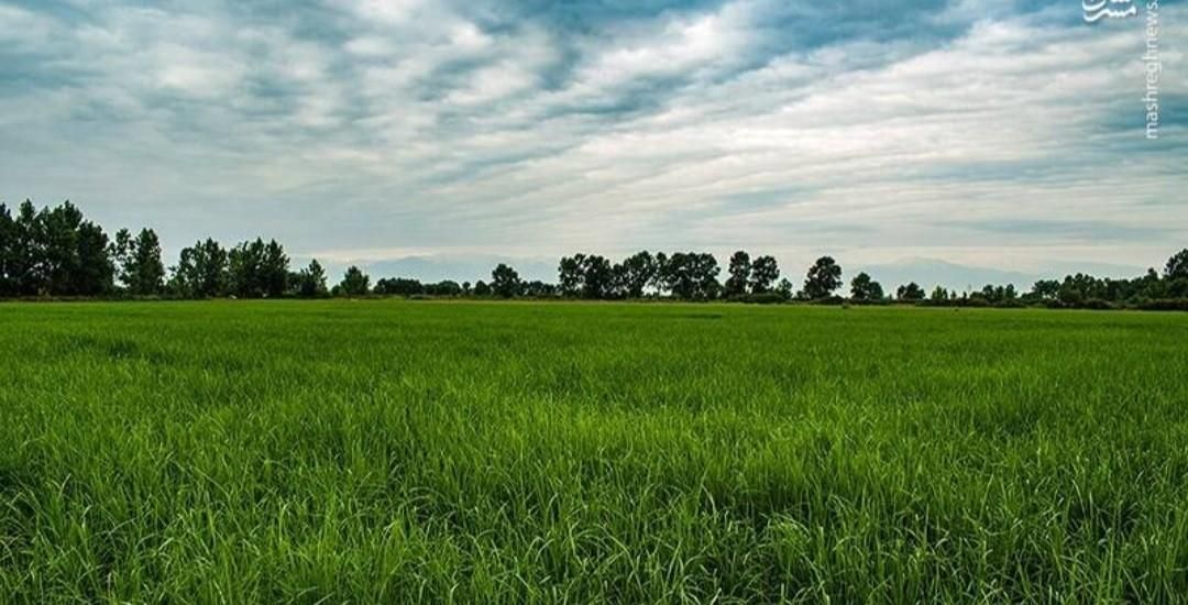 فروش ۱۴۰۰ متر شالیزار عینک|فروش زمین و ملک کلنگی|رشت, عینک|دیوار
