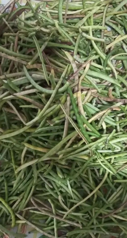لوبیا چشم بلبلی|خوردنی و آشامیدنی|رشت, تازه آباد|دیوار