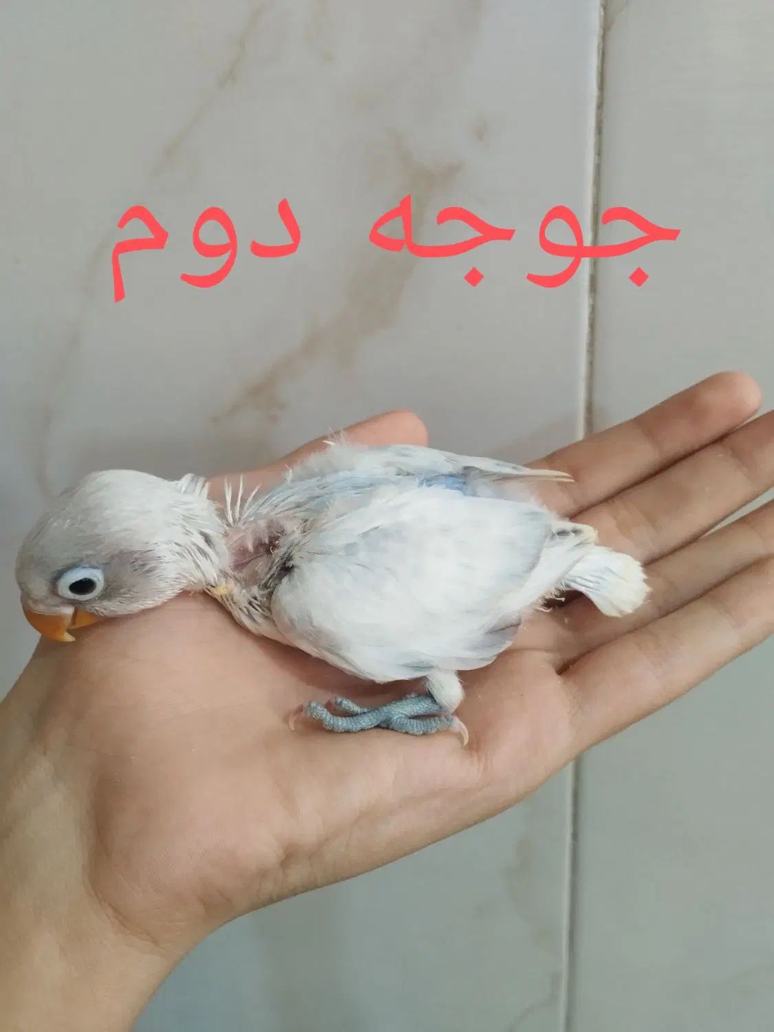 ۴جوجه سرلاکی و یک جفت طوطی برزیلی خوش رنگ|پرنده|نسیم‌شهر, |دیوار