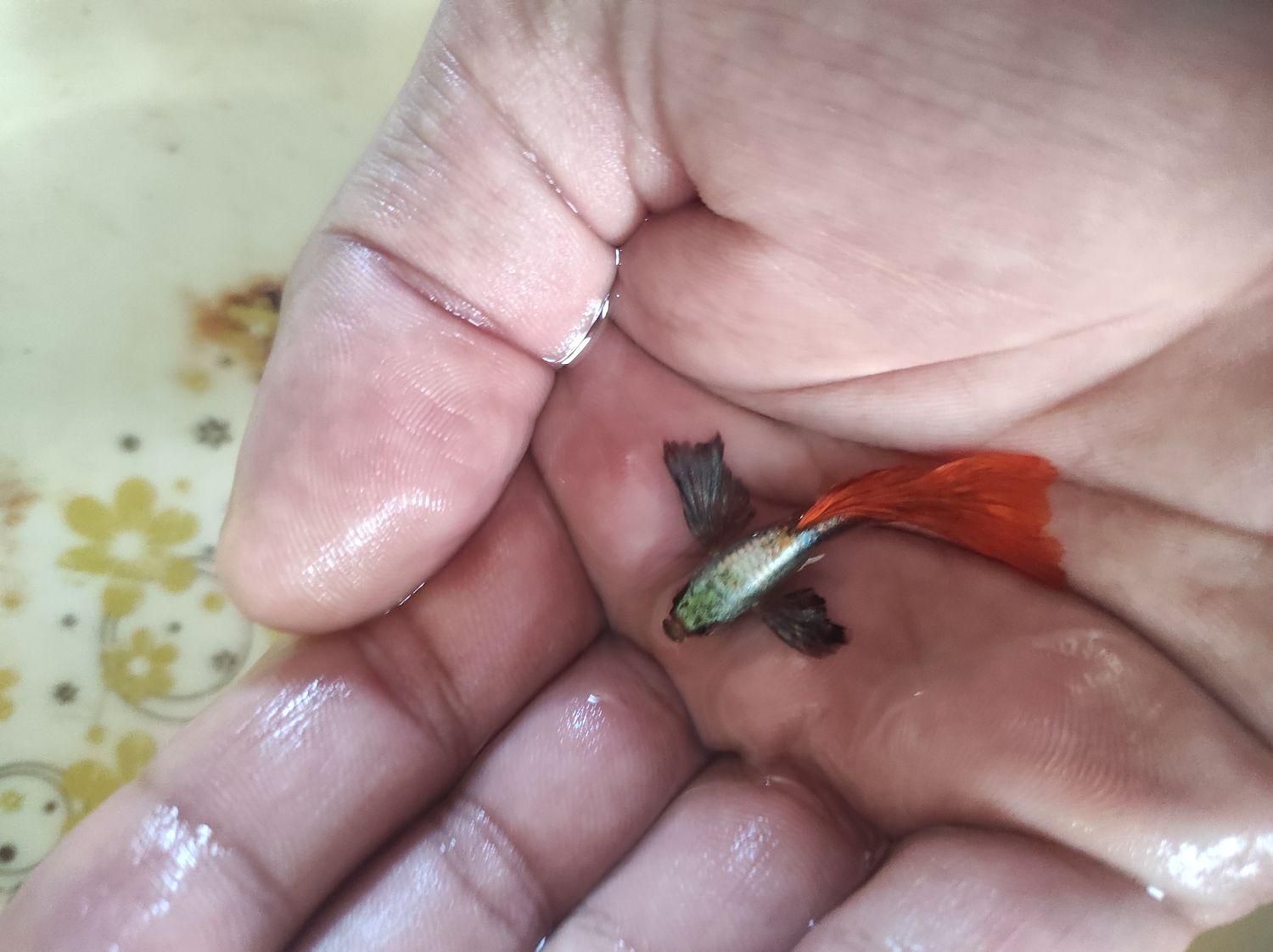 گوپی دامبو رد تیل ماهی|ماهی|هشتگرد, شهرک صنعتی هشتگرد|دیوار