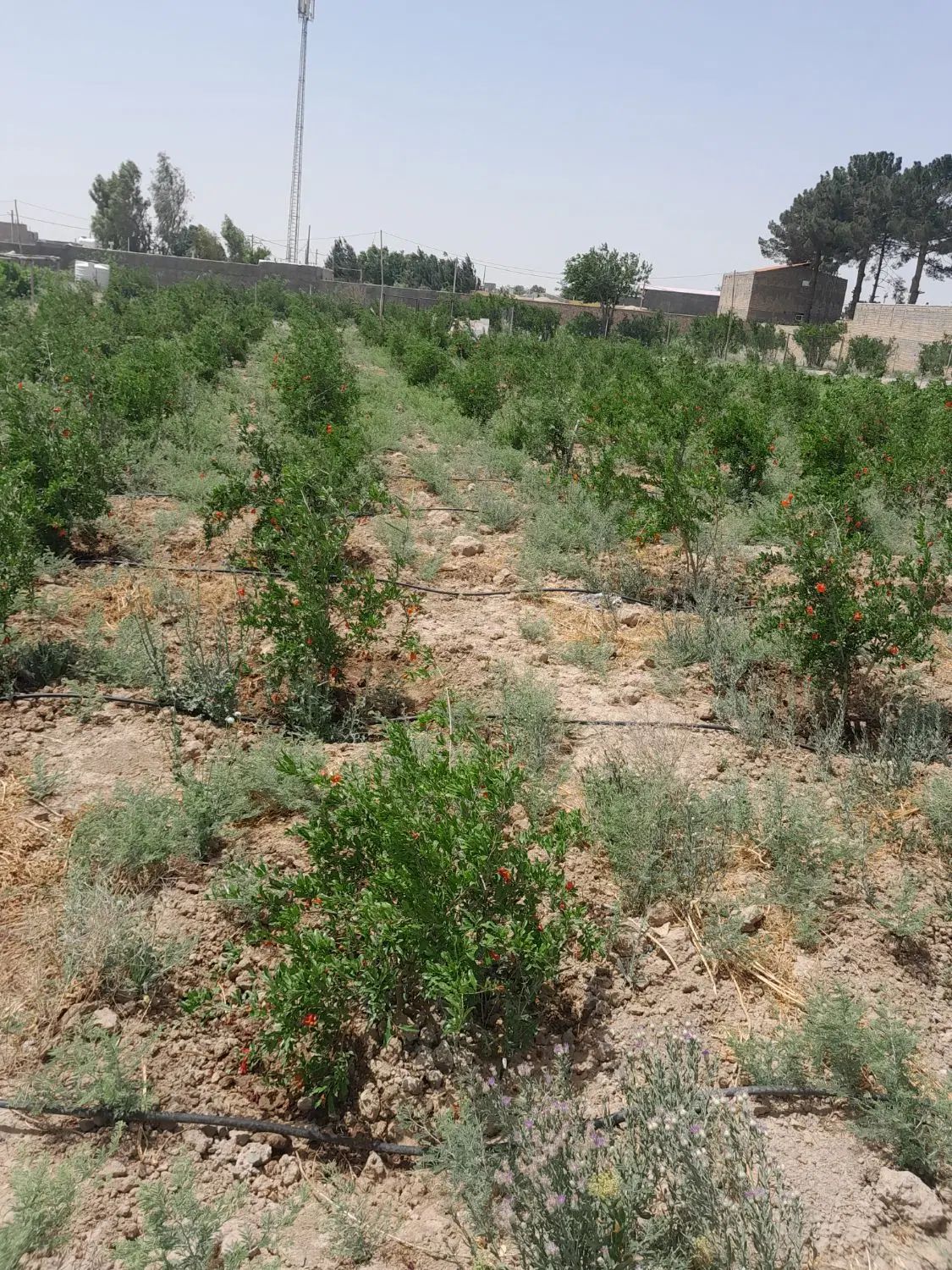 زمین کشاورزی در ۲۰۷۰ متر در علی آباد محیط|فروش دفتر صنعتی، کشاورزی، تجاری|جوادآباد, |دیوار