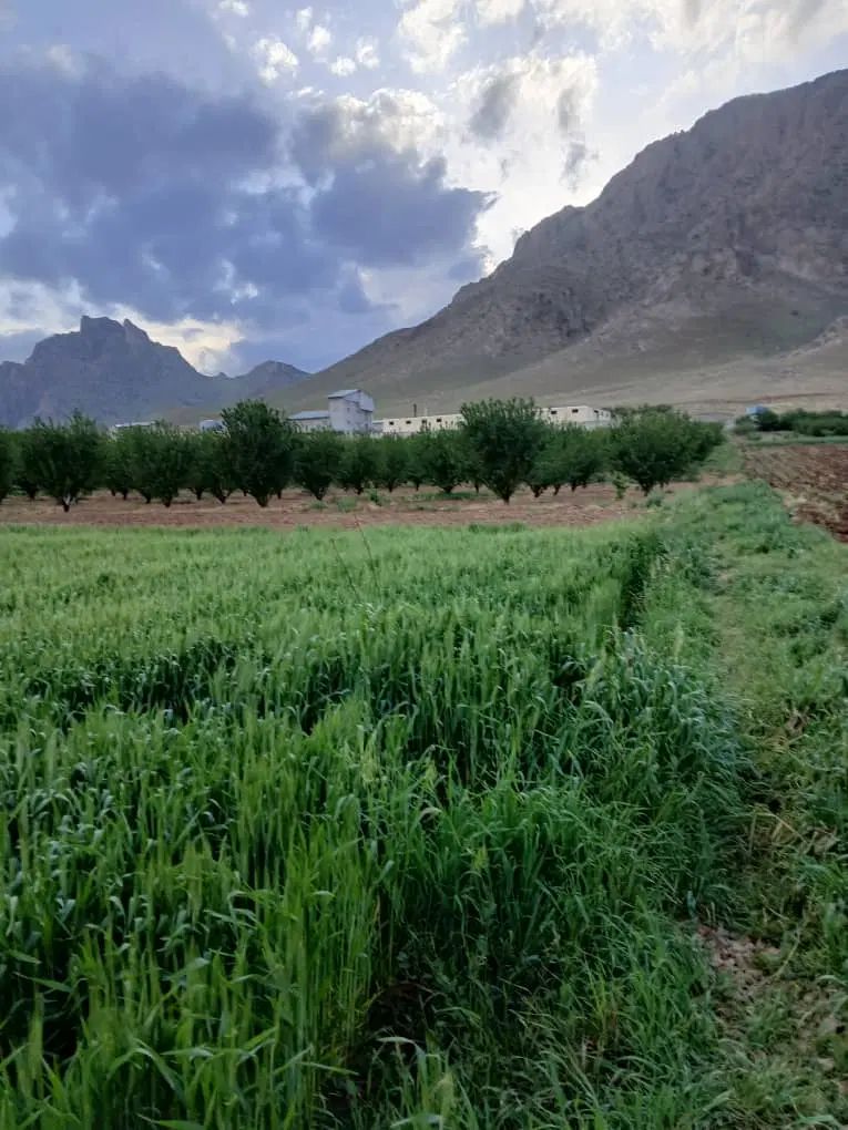 باغ بادام پوست کاغذی دولت آباد صحنه آبیاری قطره ای|فروش دفتر صنعتی، کشاورزی، تجاری|صحنه, |دیوار