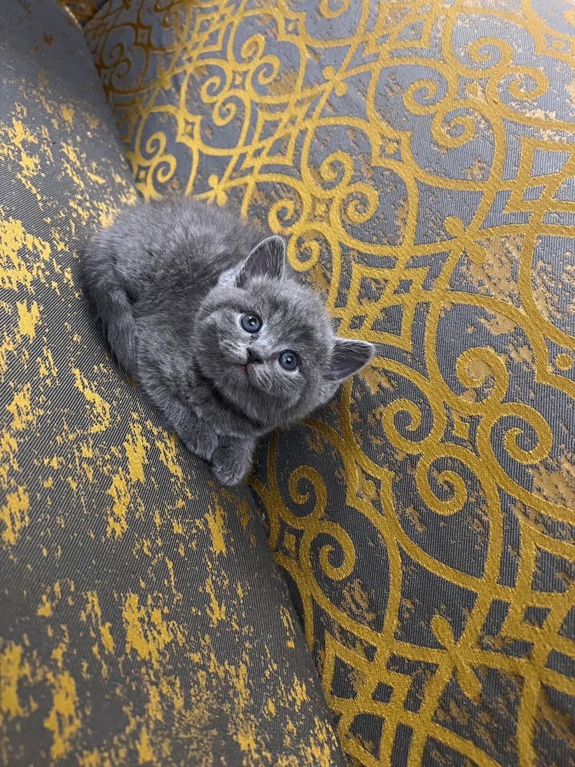 بچه گربه های مجموعه ایران کتز iran cats|گربه|بوشهر, |دیوار
