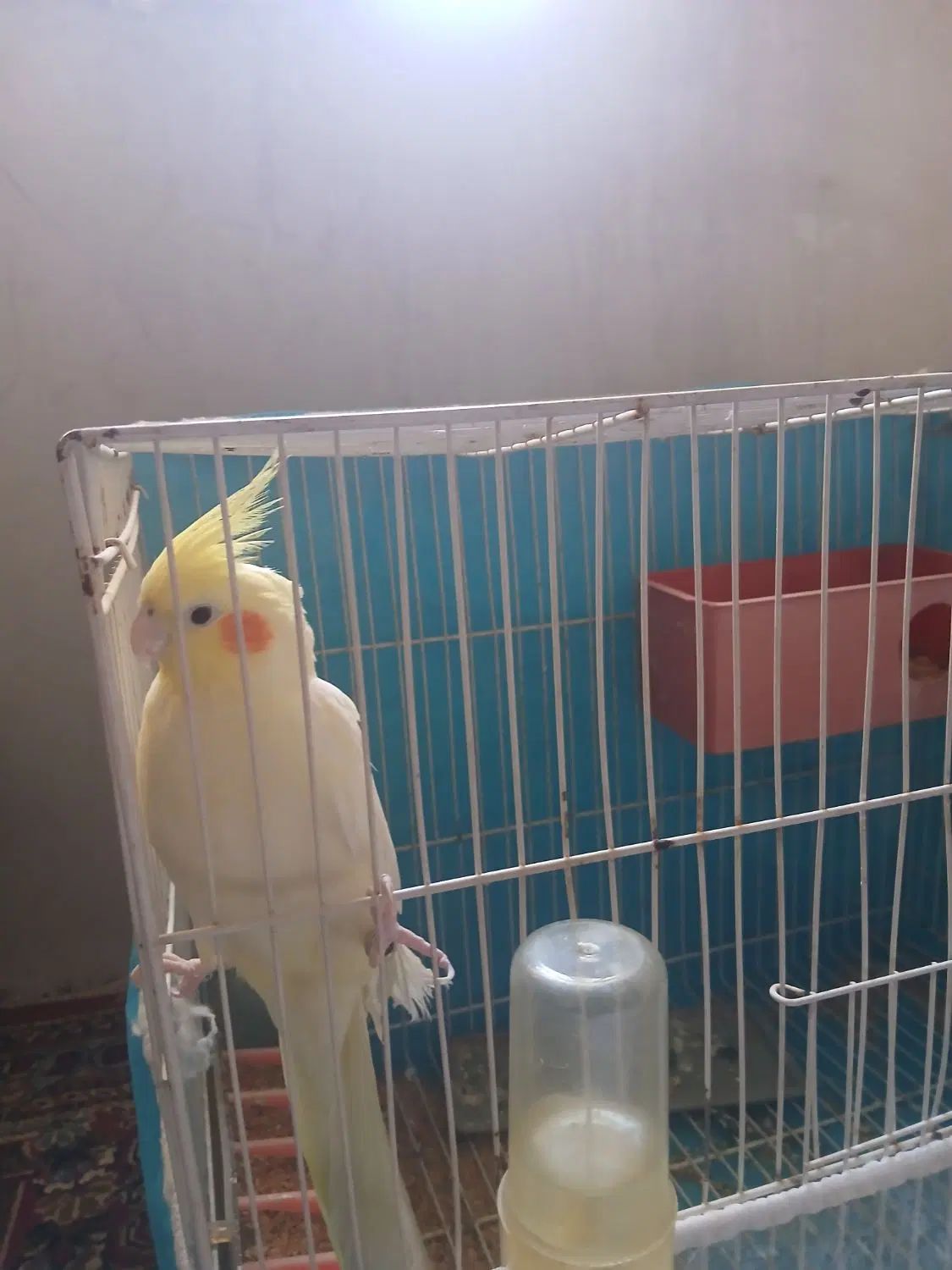 عروسی هلندی|پرنده|مشهد, توس (بلوار توس)|دیوار